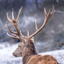 Close-up of deer on snow covered land