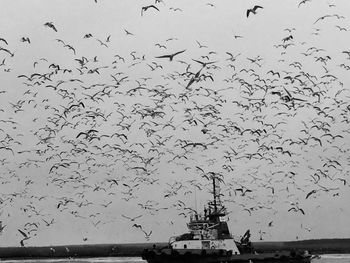 Flock of birds flying in the sky