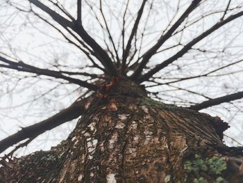 Low angle view of tree against sky