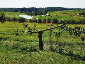 Scenic view of agricultural field against sky