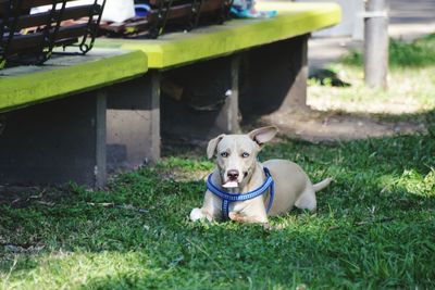 Portrait of dog sitting on grass