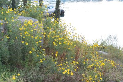 Close-up of plants against trees