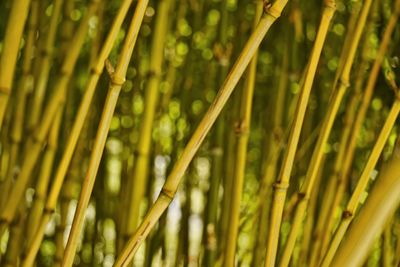 Bamboo grove in the monte palace teopical garden in funchal, madeira