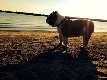 Dog standing on shore