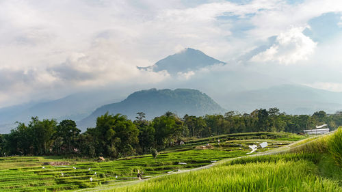 Scenic view of agricultural field against sky