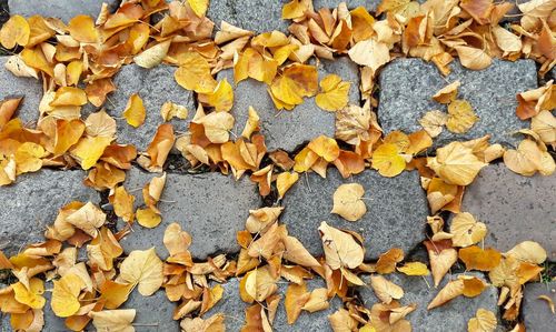 Full frame shot of autumn leaves