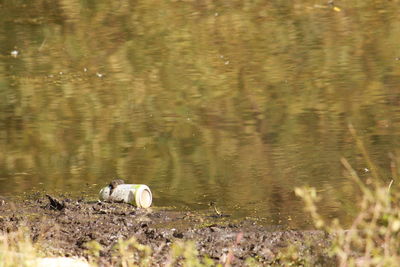 High angle view of duck swimming in lake