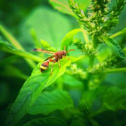 Close-up of ladybug on plant