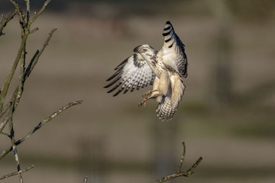 Close-up of a bird flying