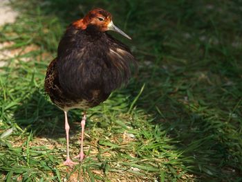 Close-up of a bird on field