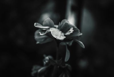Close-up of flowering plant