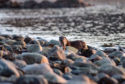 Surface level of pebbles on beach