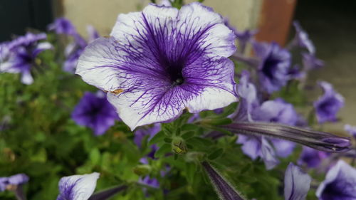 Close-up of purple flowers blooming outdoors