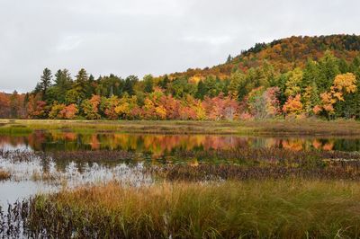 Scenic view of lake by trees against sky