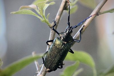 Close-up of butterfly on leaf