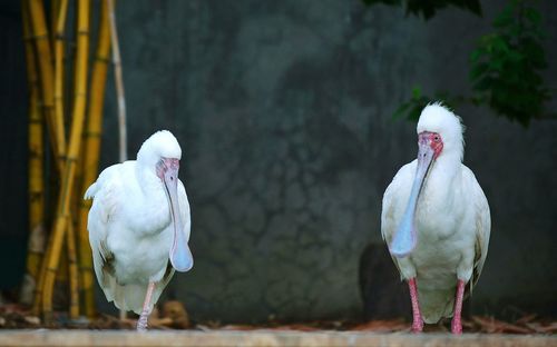 Close-up of bird on white background