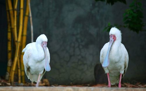 Close-up of white pelicans 