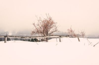 Bare trees on snow covered field