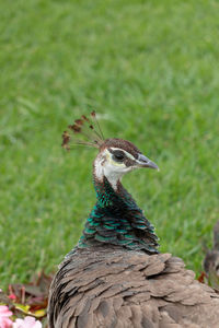 Close-up of a peacock