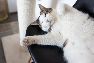 Cute fat domestic cat sleeping on leather chair next to sisal scratching post happy and reaxed