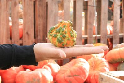 Close-up of person holding fruits