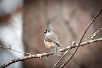 Tufted titmouse perched in georgia pine forest