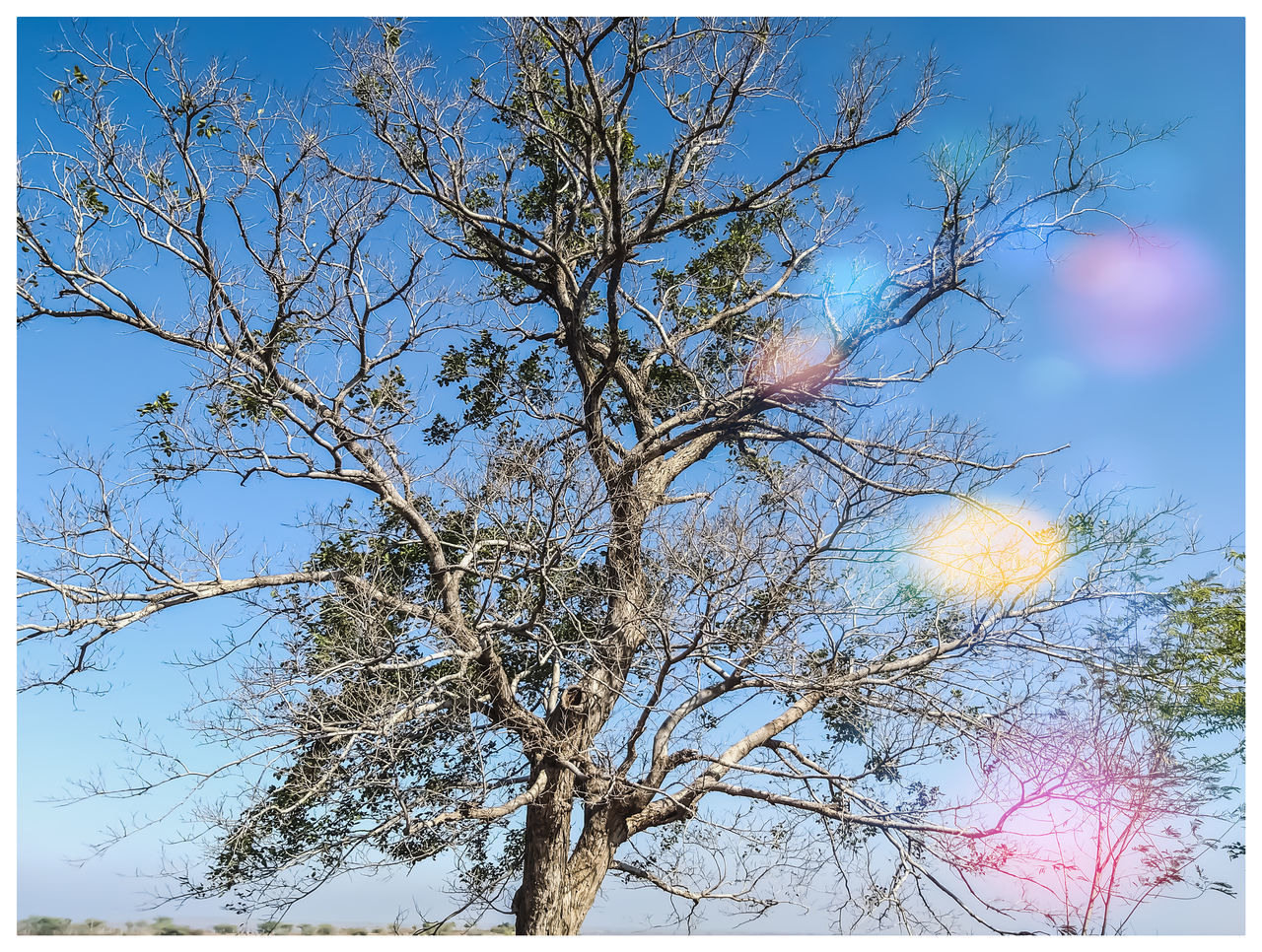 LOW ANGLE VIEW OF TREE AGAINST BLUE SKY