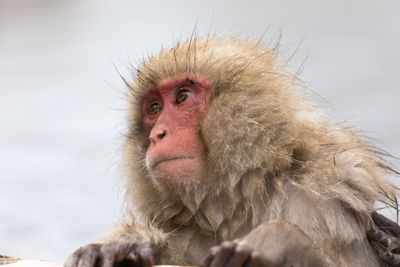 Close-up of monkey