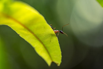 Close-up of insect on leaf