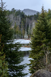 Scenic view of river in forest