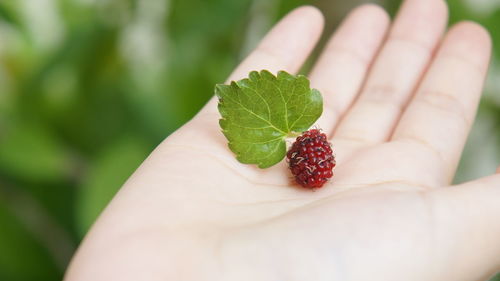 Close-up of hand holding strawberry
