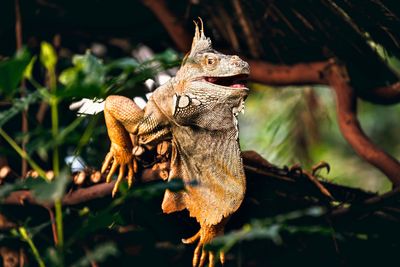 Close-up of lizard