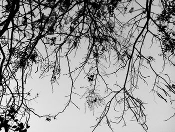 Low angle view of silhouette bare tree against sky