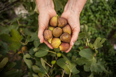 Close-up of hands holding figs