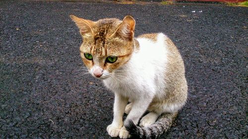 Portrait of cat sitting on street