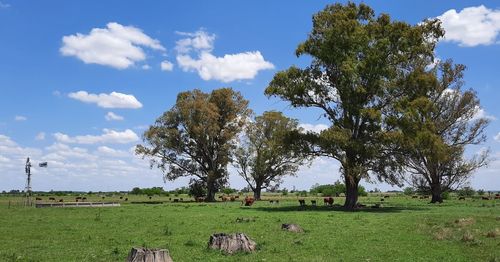 Trees on field against sky