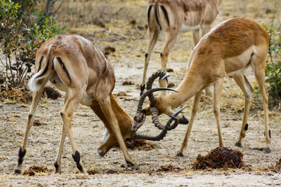 Sheep standing in a farm