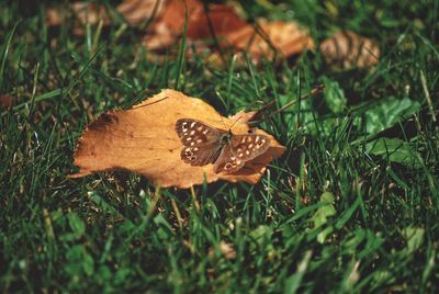 Close-up of dry maple leaf on field