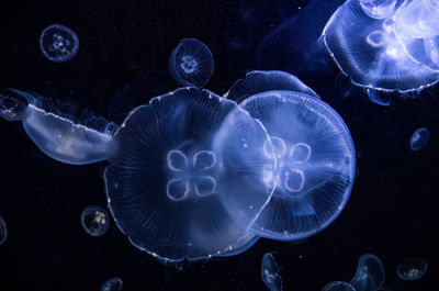 Jellyfishes swimming in undersea