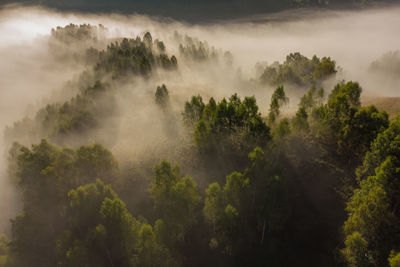 Panoramic view of forest against sky