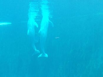 Jellyfish swimming in sea