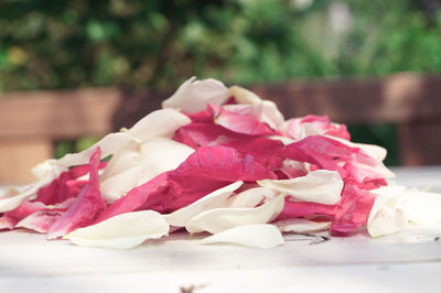 Close-up of pink rose