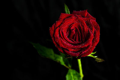 Close-up of red rose