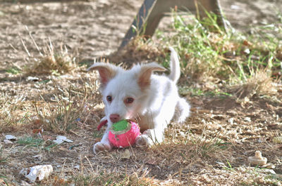 Dog on field