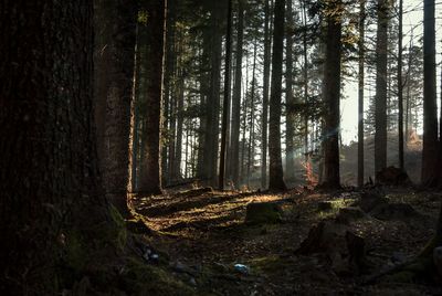 Trees in forest