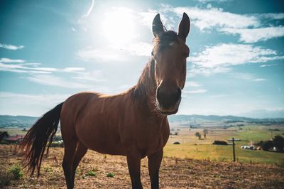 Horse standing in ranch