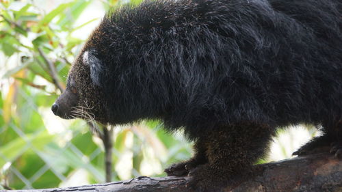 Close-up of black cat looking away