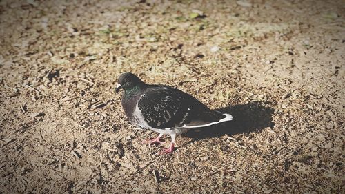 High angle view of bird on land