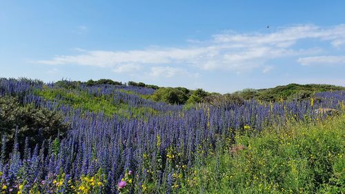 Purple flowering plants on field against sky