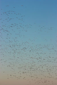 Low angle view of birds flying against clear sky